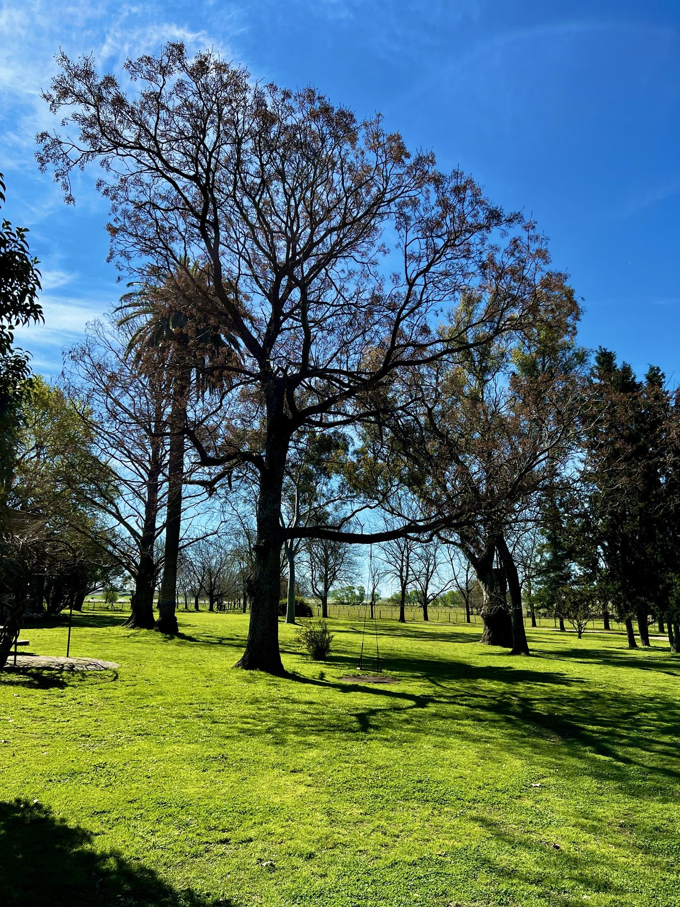Arbres dans un parc urbain en Uruguay