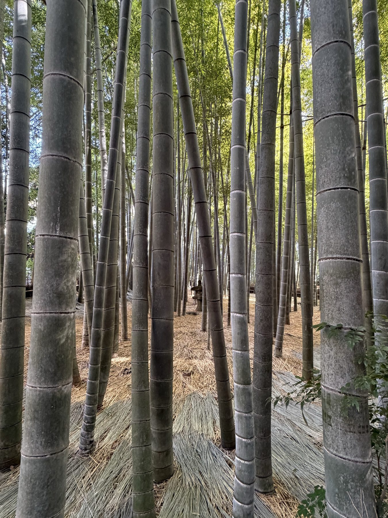 Forêt de bambous au Japon