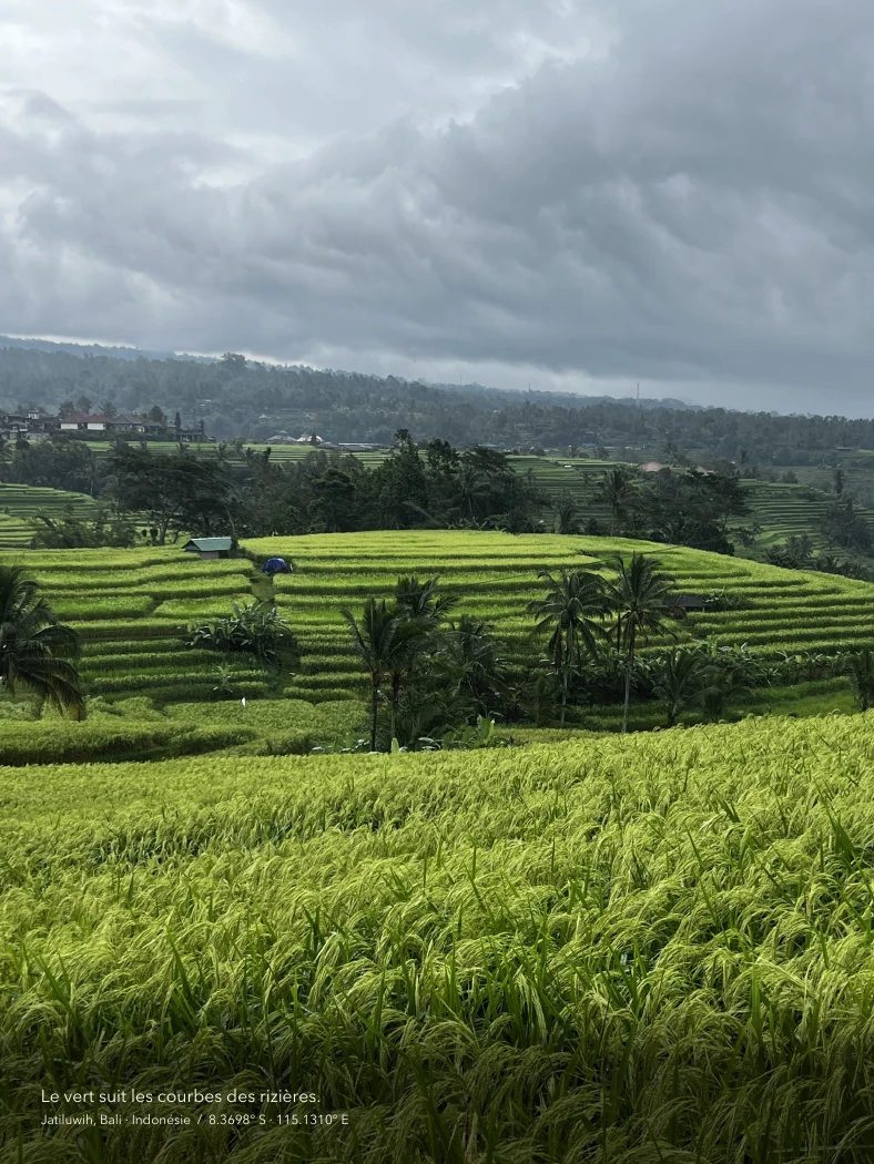 Les rizières vertes de Jatiluwih à Bali, en Indonésie, sous un ciel nuageux